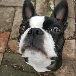 Meet your Posher, Josephine